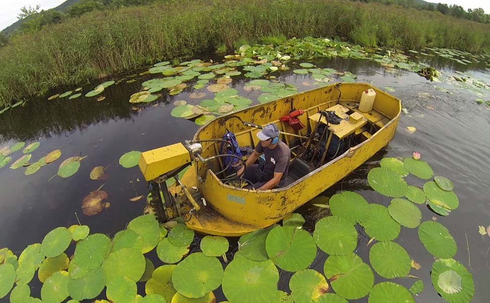 La rimozione del Fior di Loto - Foto Marco Tessaro